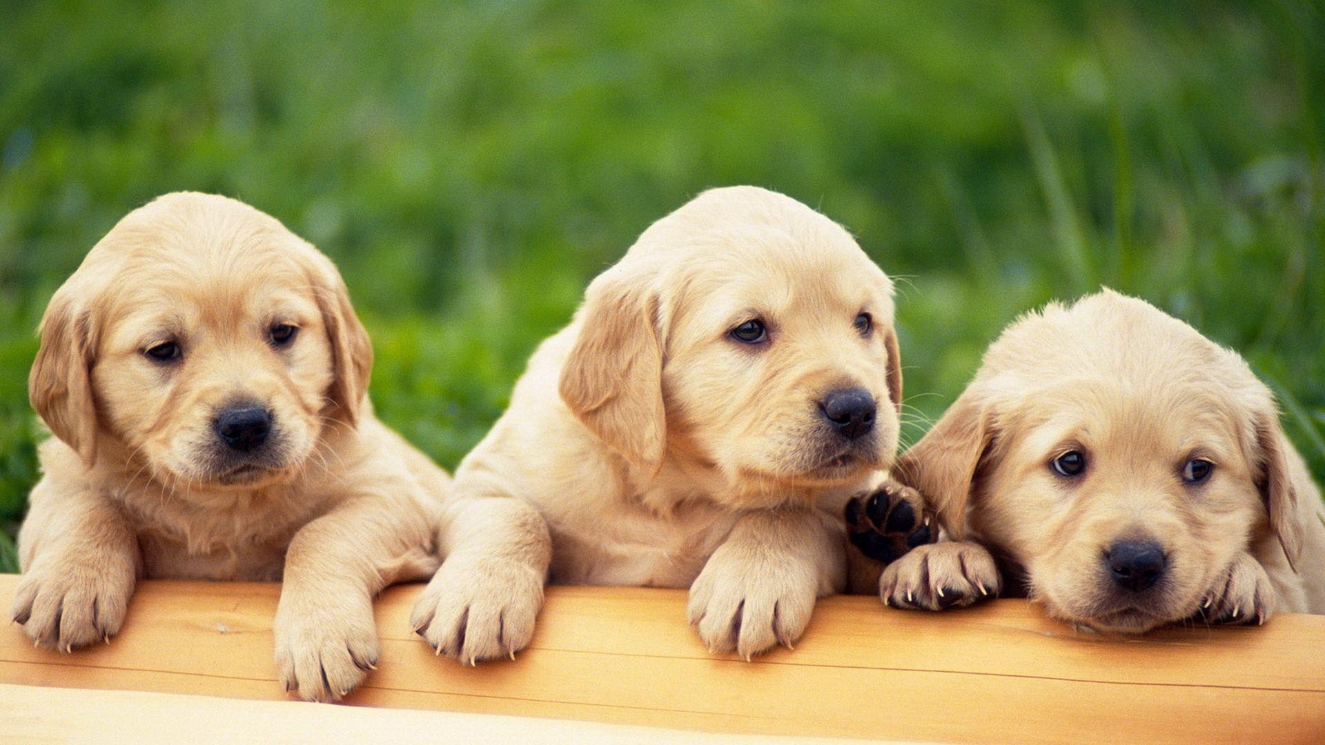 1920x1080 Puppies Wallpaper Free Download, Desktop