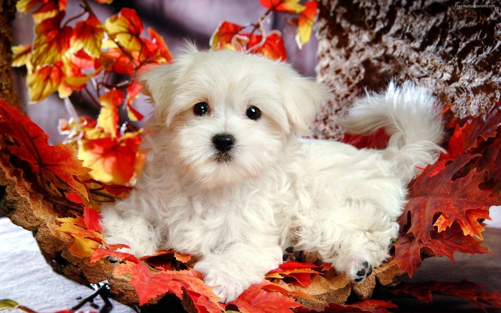 1920x1200 Cute Puppies Wallpaper Background, Desktop