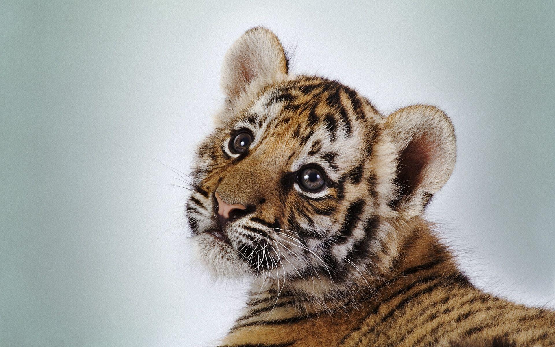 1920x1200 Wallpaper For > Siberian Tiger Cubs Wallpaper, Desktop