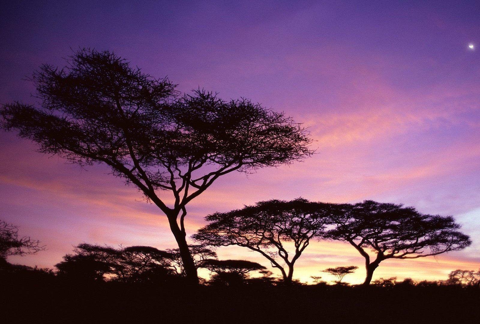 1600x1080 Sky: Sunset Africa Pink Tanzania Trees Colors Purple Sky Wallpaper, Desktop