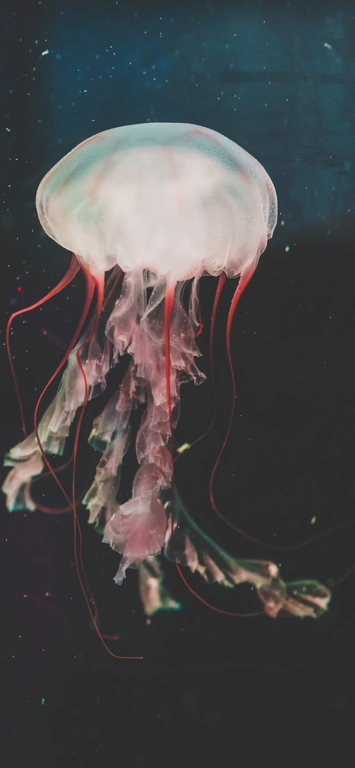 1250x2690 Jellyfish Wallpaper for iPhone Pro Max, X, 6, Phone