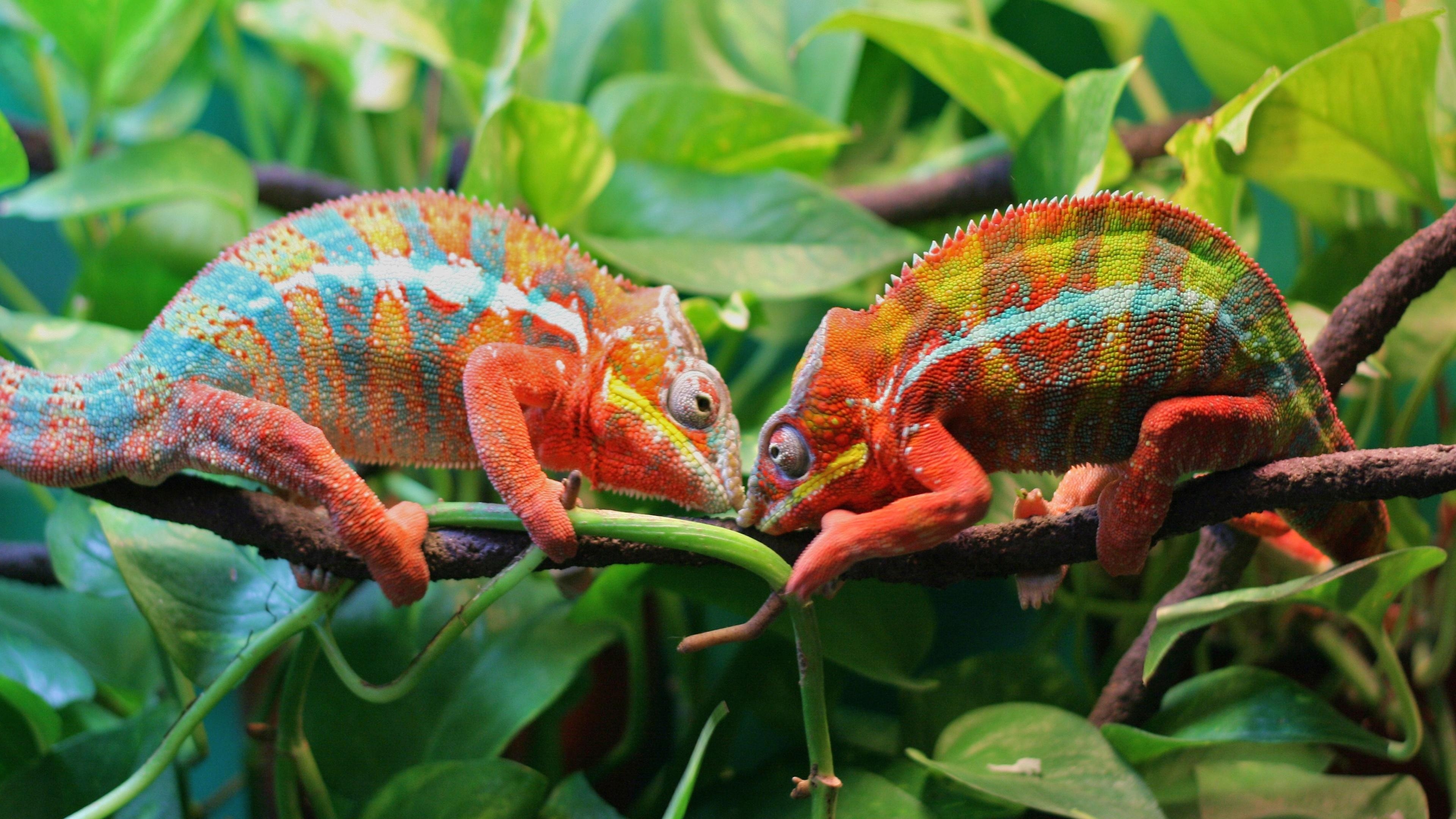 3840x2160 Two Chameleons On A Tree 4K UltraHD Wallpaper. Wallpaper Studio 10, Desktop