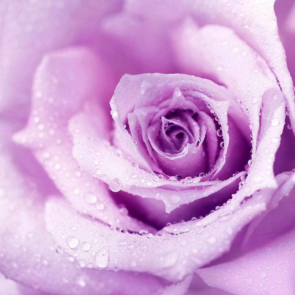 1030x1030 everpix rose for your screen! #rose #flowers # wallpaper #background #everpix #purple #ipad #iphone #iOS9, Phone