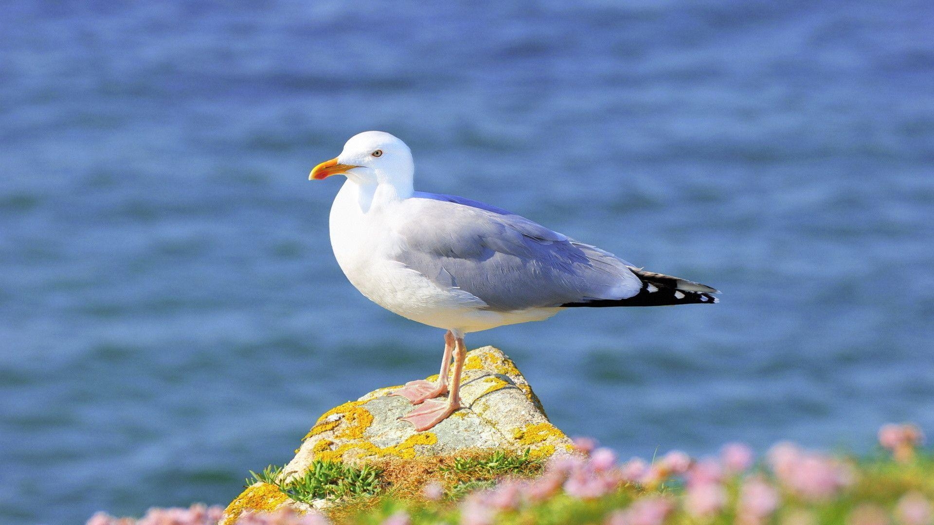 1920x1080 Seagull Wallpaper, Desktop