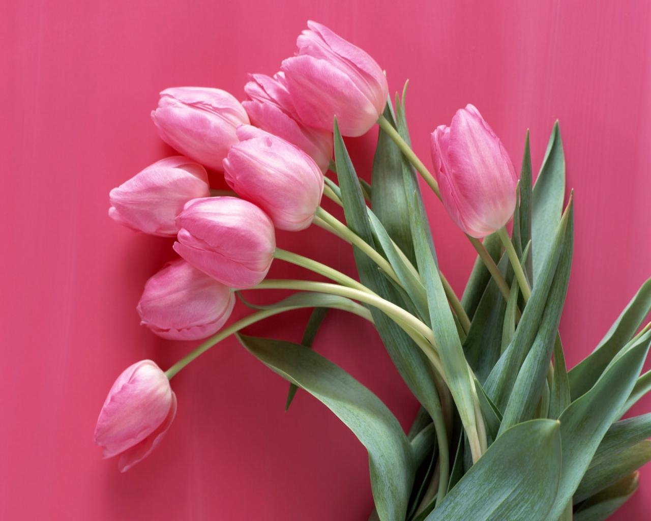 1280x1030 Pink Tulips Wallpaper Desktop, Desktop