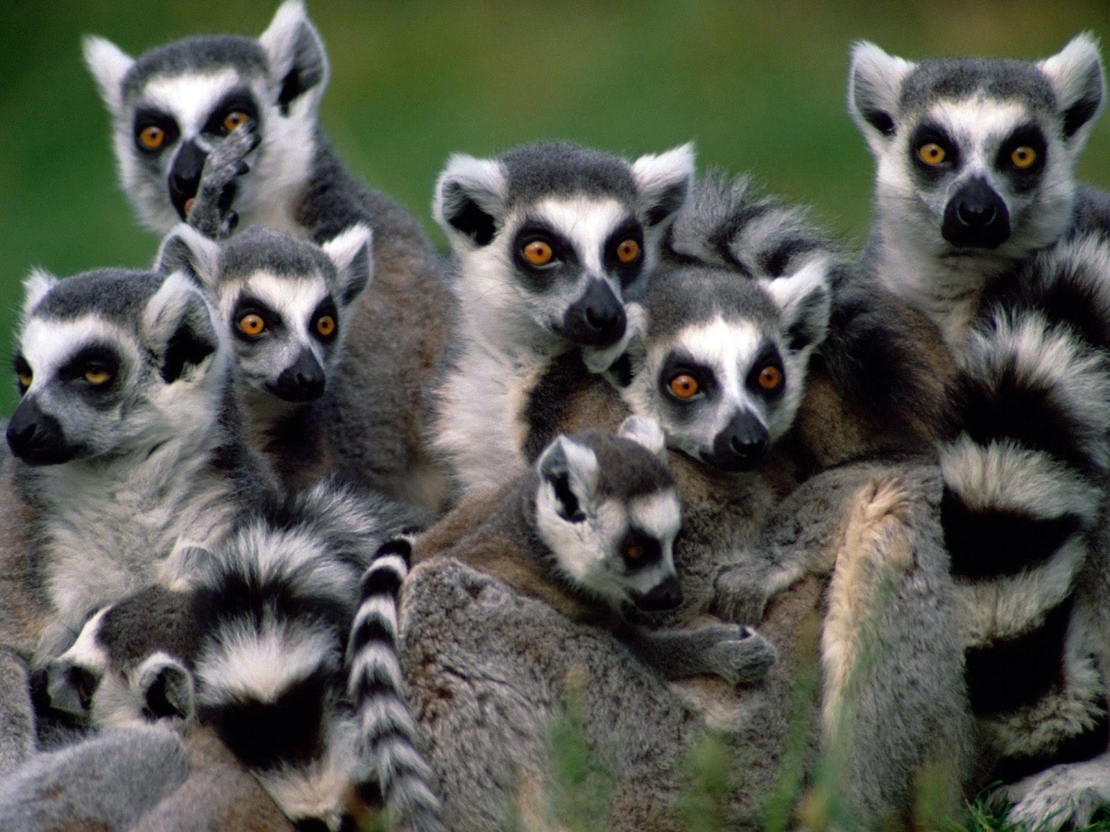 1600x1200 Lemurs image Madagascar Lemurs HD wallpaper and background photo, Desktop