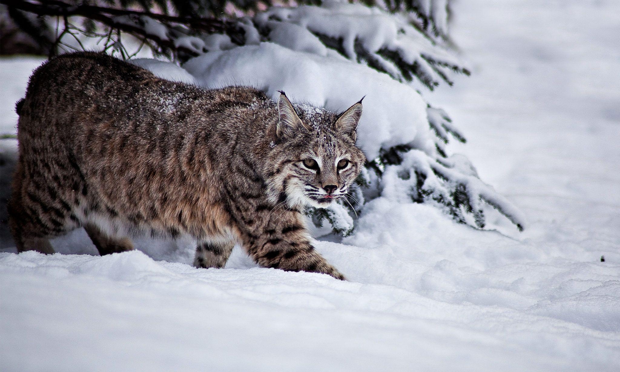 2050x1230 Bobcat Basic Facts and HD Wallpaper by eBuzzap.com, Desktop