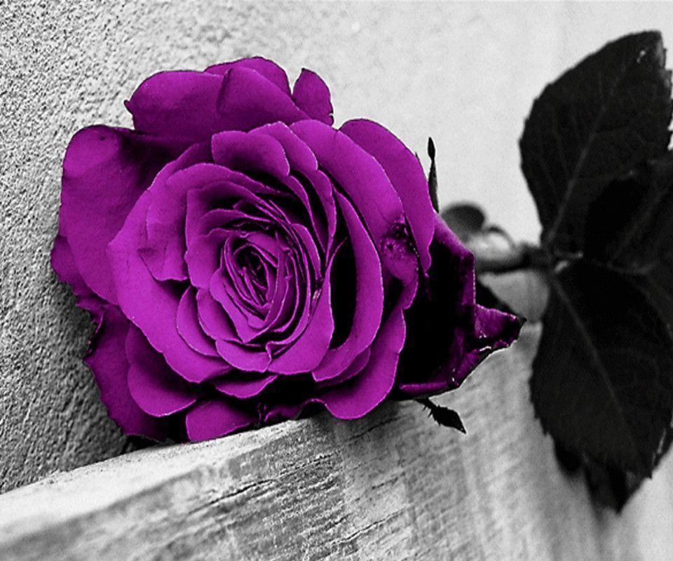 960x800 Purple Rose Galaxy S2 Wallpaper (), Desktop