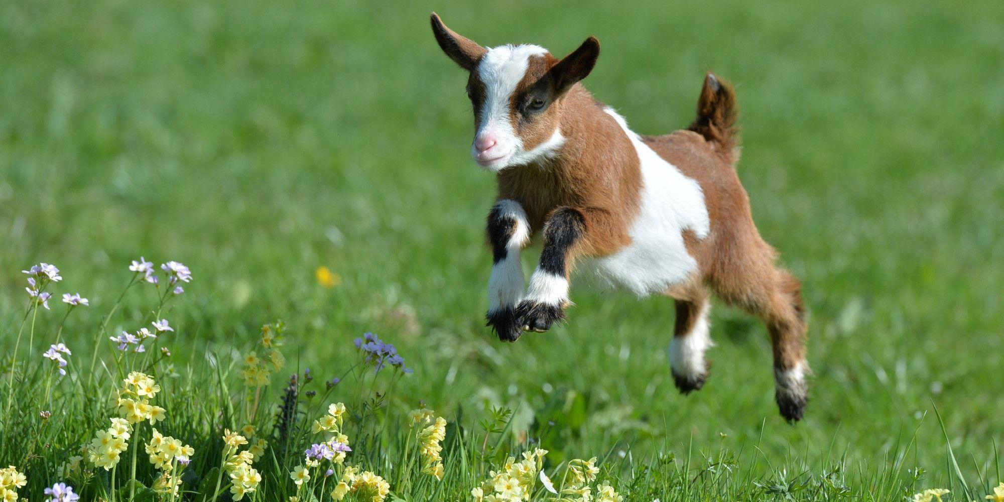 2000x1000 Cute Goats Wallpaper, Picture, Image, Dual Screen