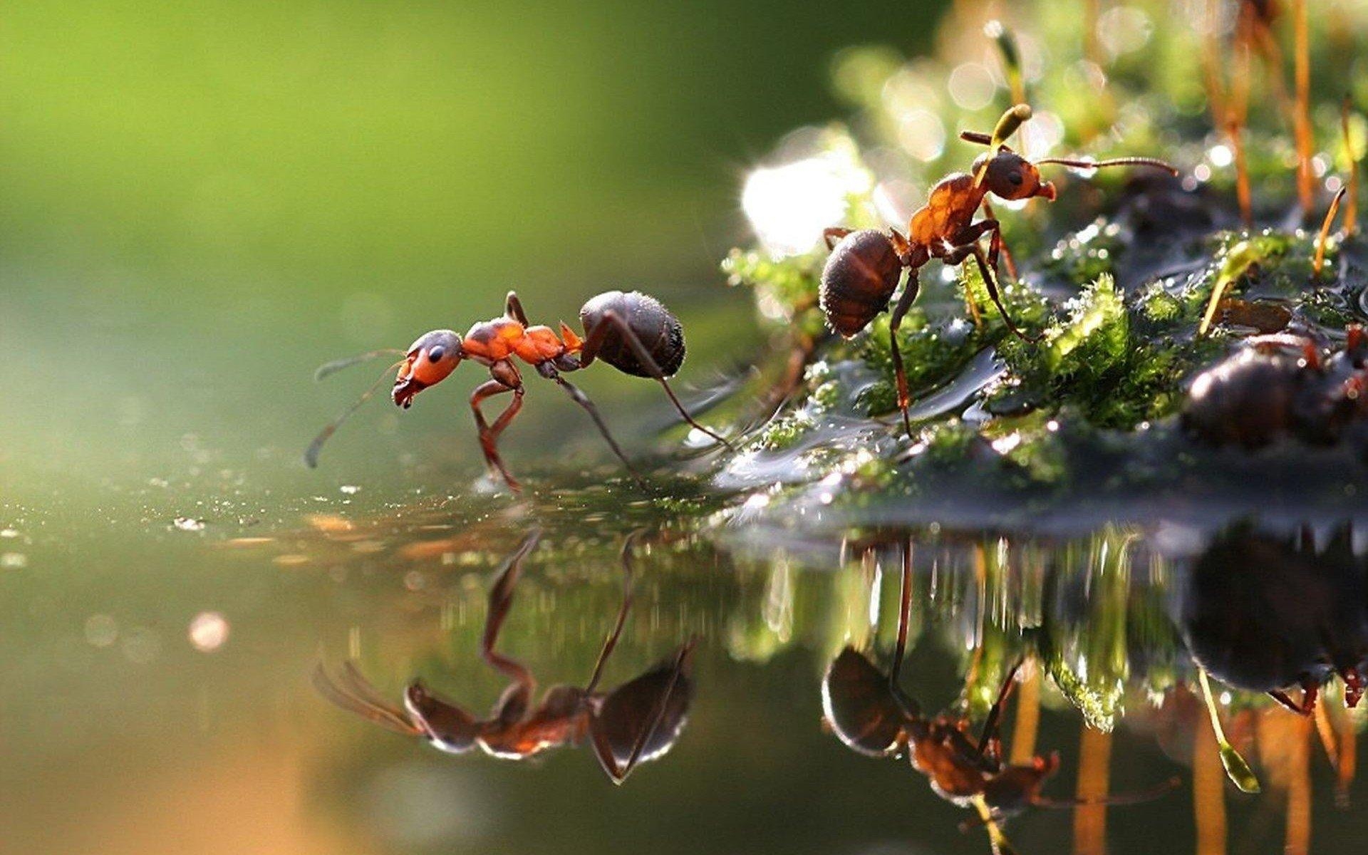 1920x1200 Ant HD Wallpaper, Desktop