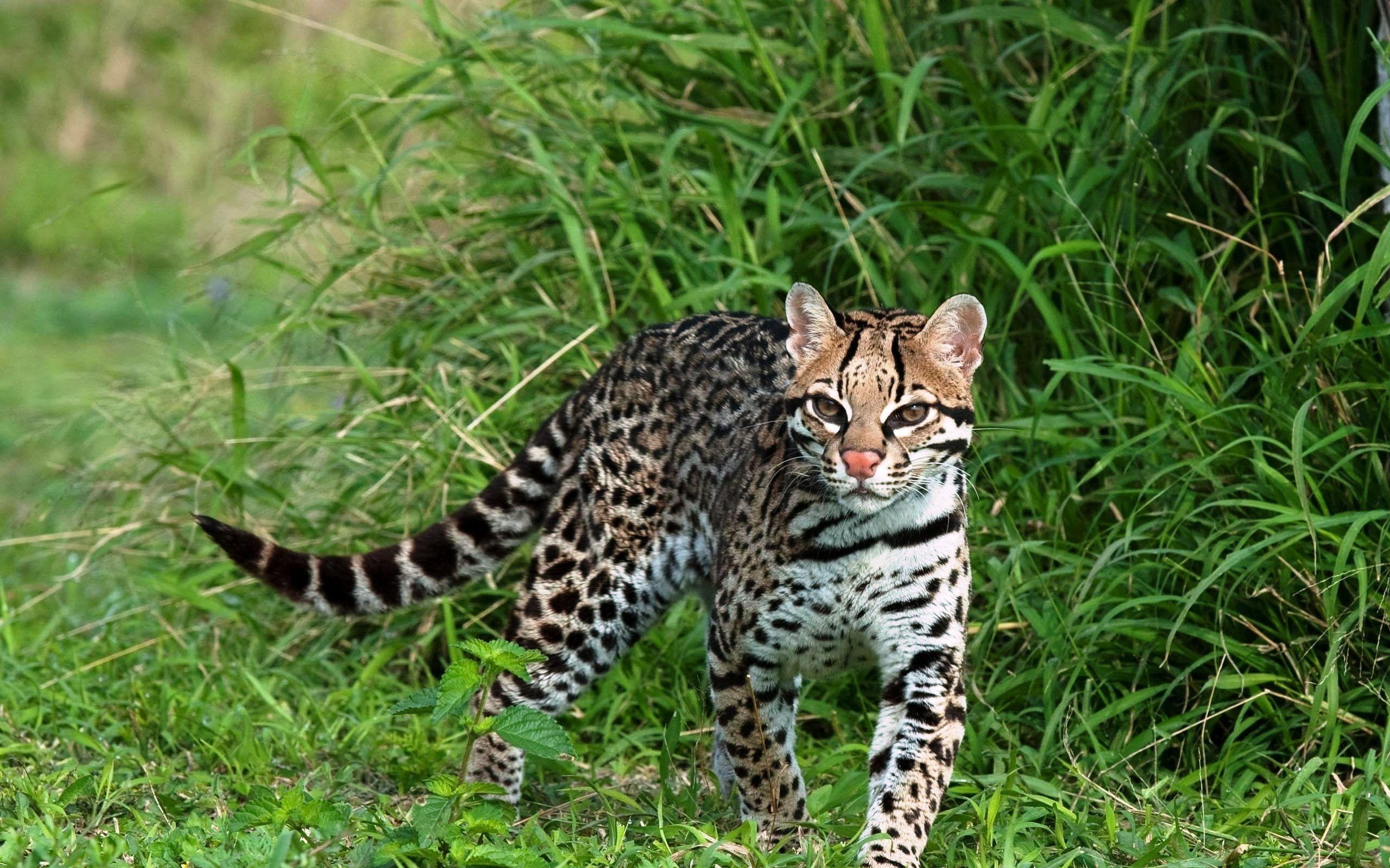 2560x1600 Exciting Ocelot Wallpaper PX Marvellous Animal Desktop, Desktop