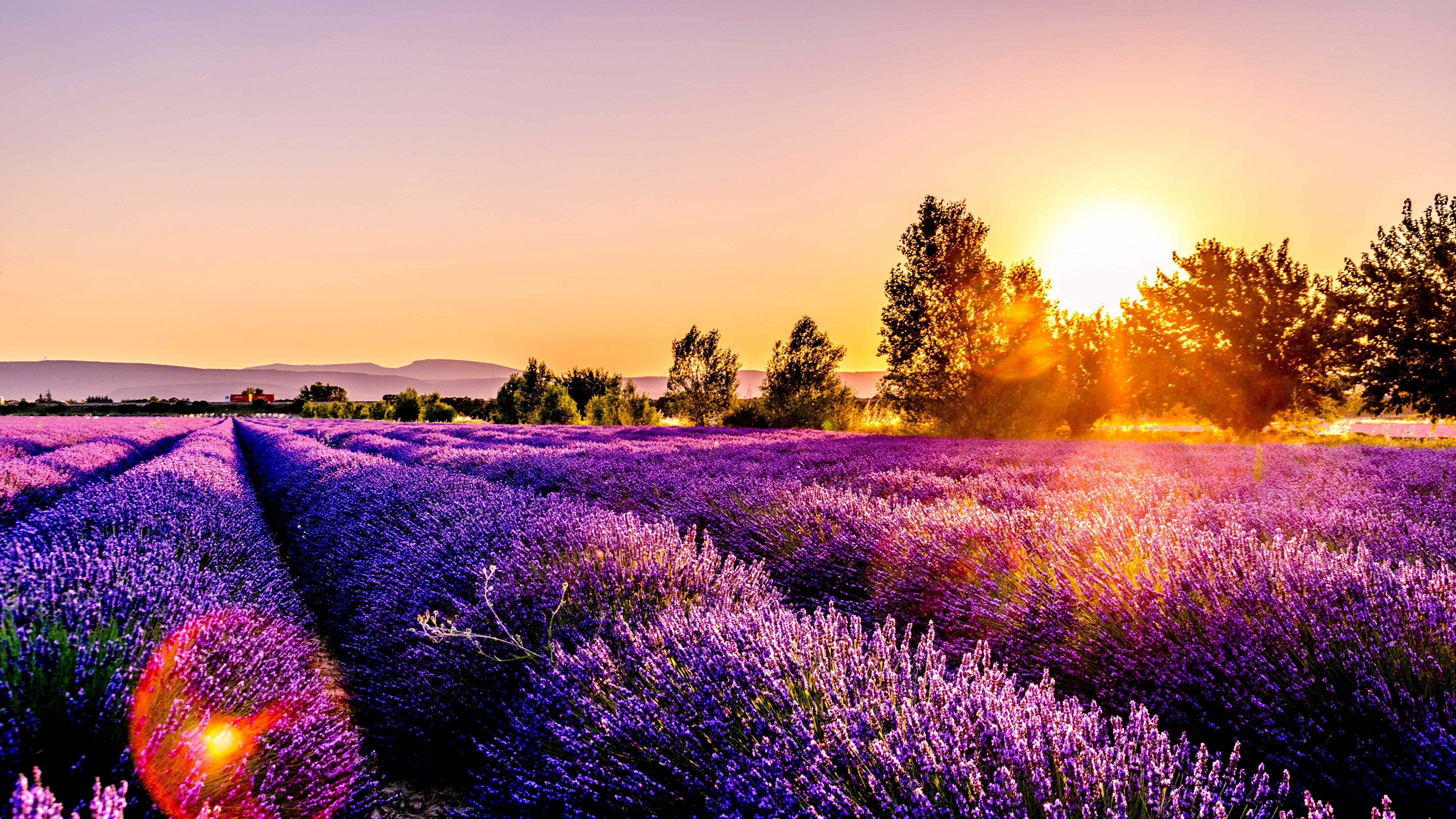 3840x2160 Lavender 4K wallpaper for your desktop or mobile screen free and easy to download, Desktop