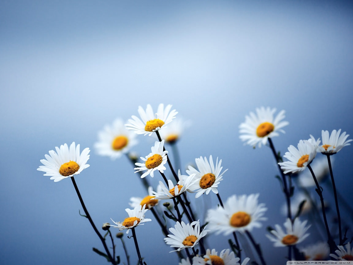 1160x870 FREE Daisy Flower Wallpaper in PSD, Desktop