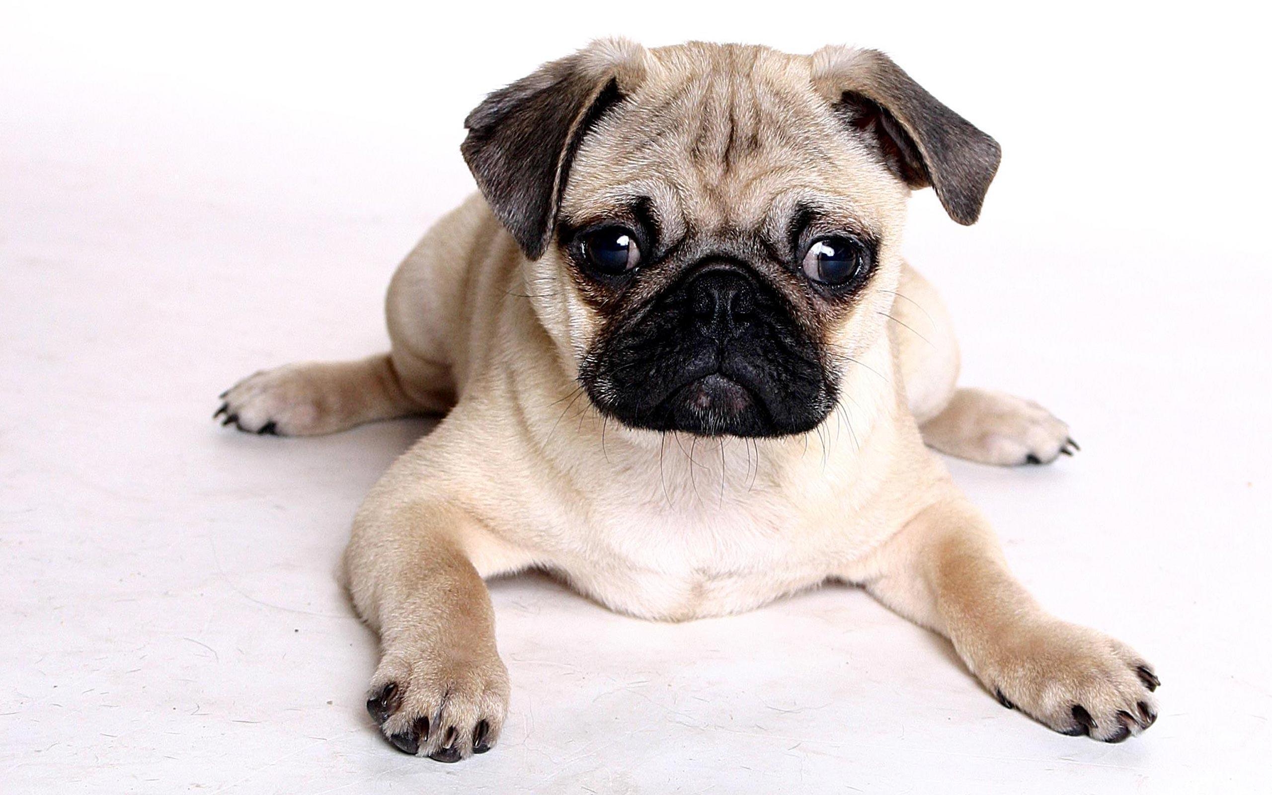 2560x1600 Pug Dog Wallpaper. Pug Dog Picture Free Download, Desktop