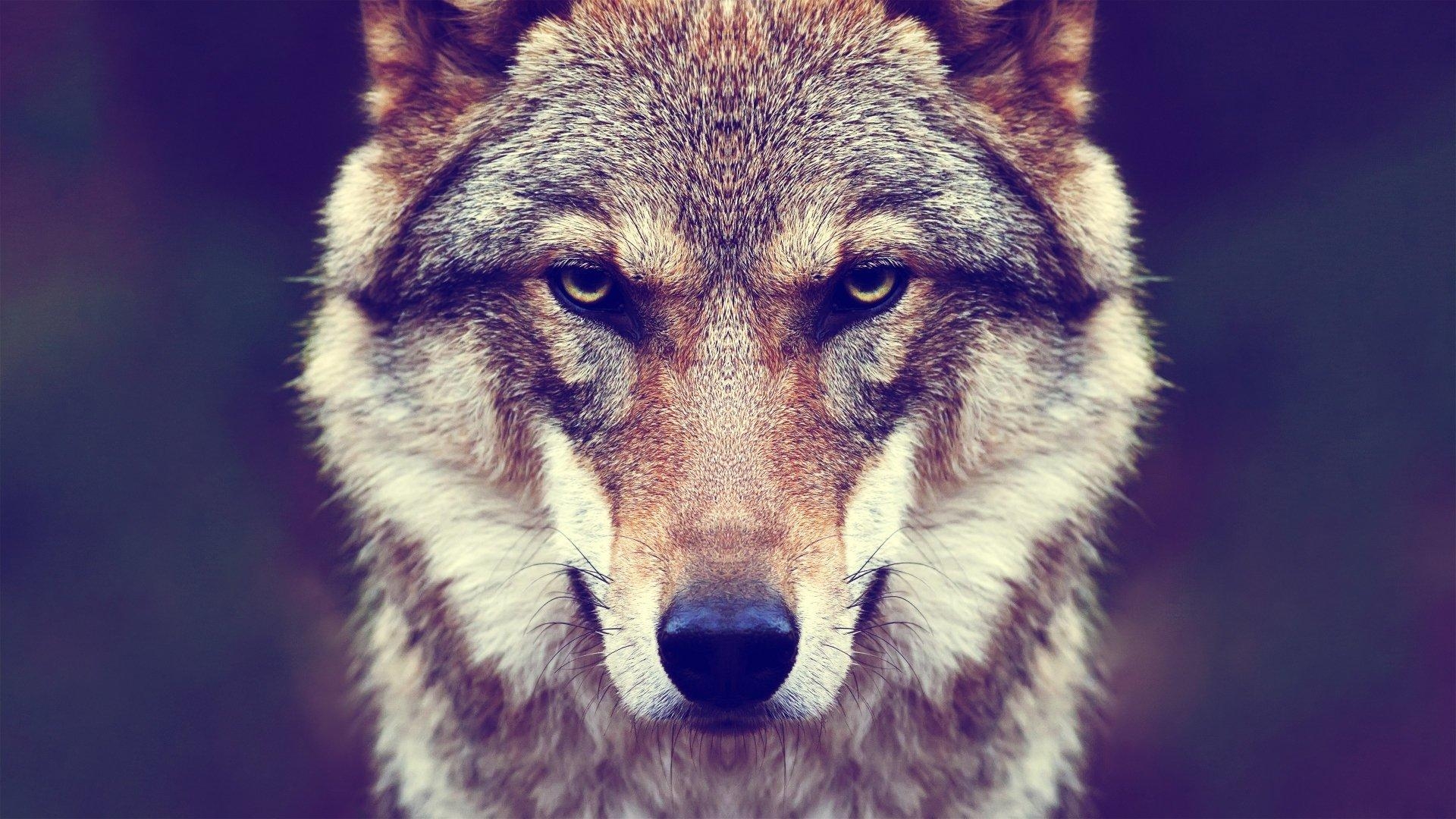 1920x1080 4K Ultra HD Wolf Wallpaper and Background Image, Desktop