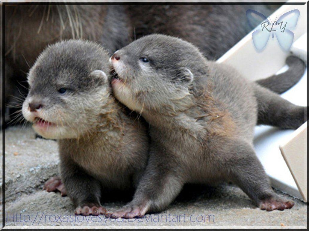 1040x780 Baby Otter, Desktop