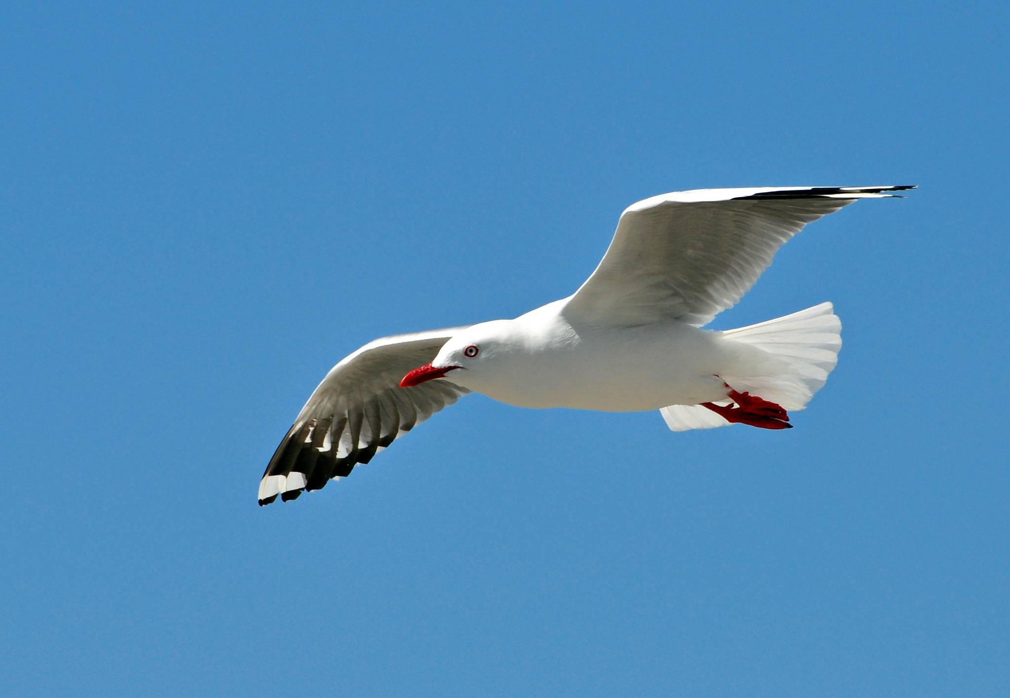 2050x1420 Seagull Wallpaper, Desktop