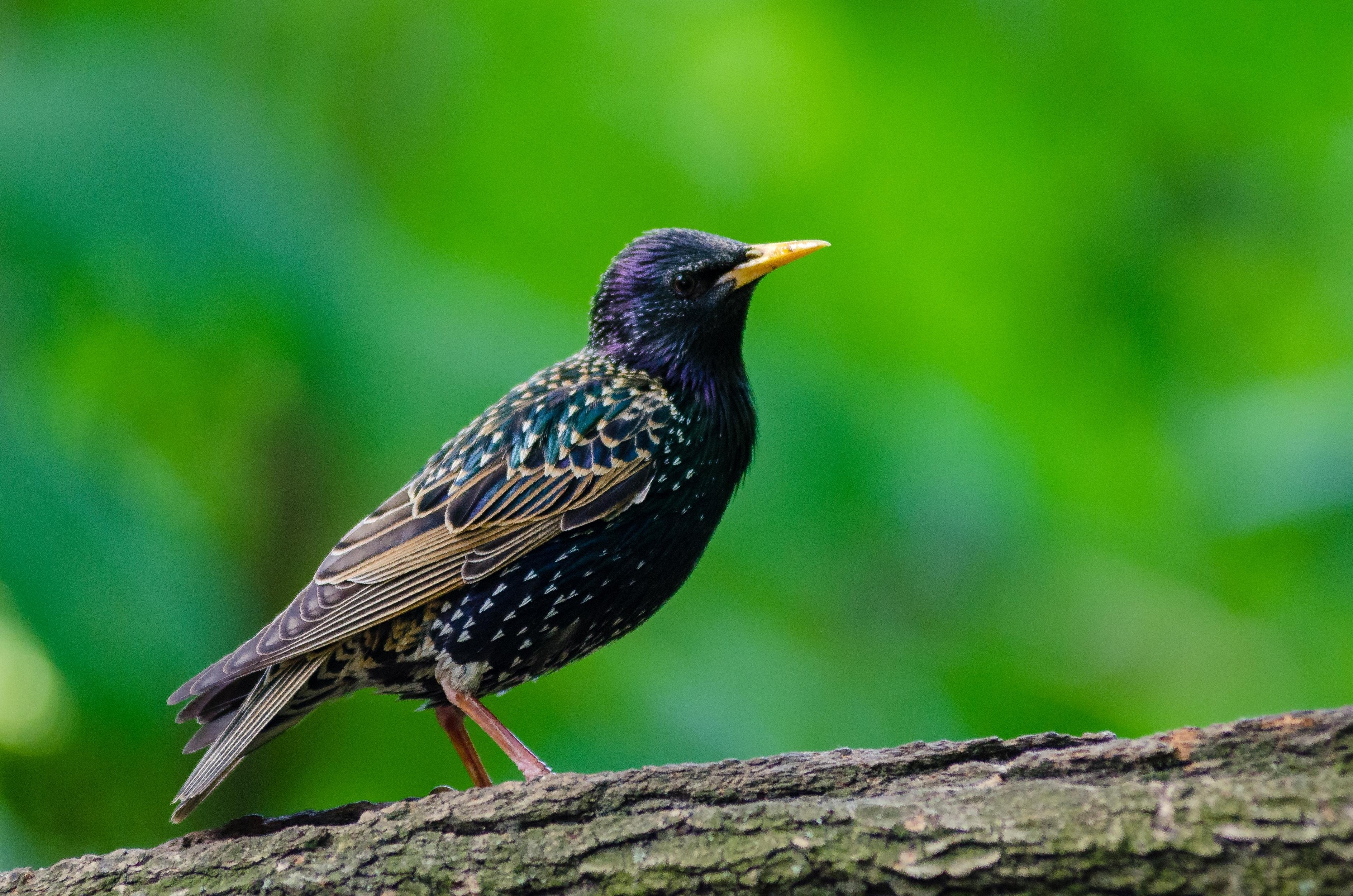 3780x2500 Starling HD Wallpaper, Desktop