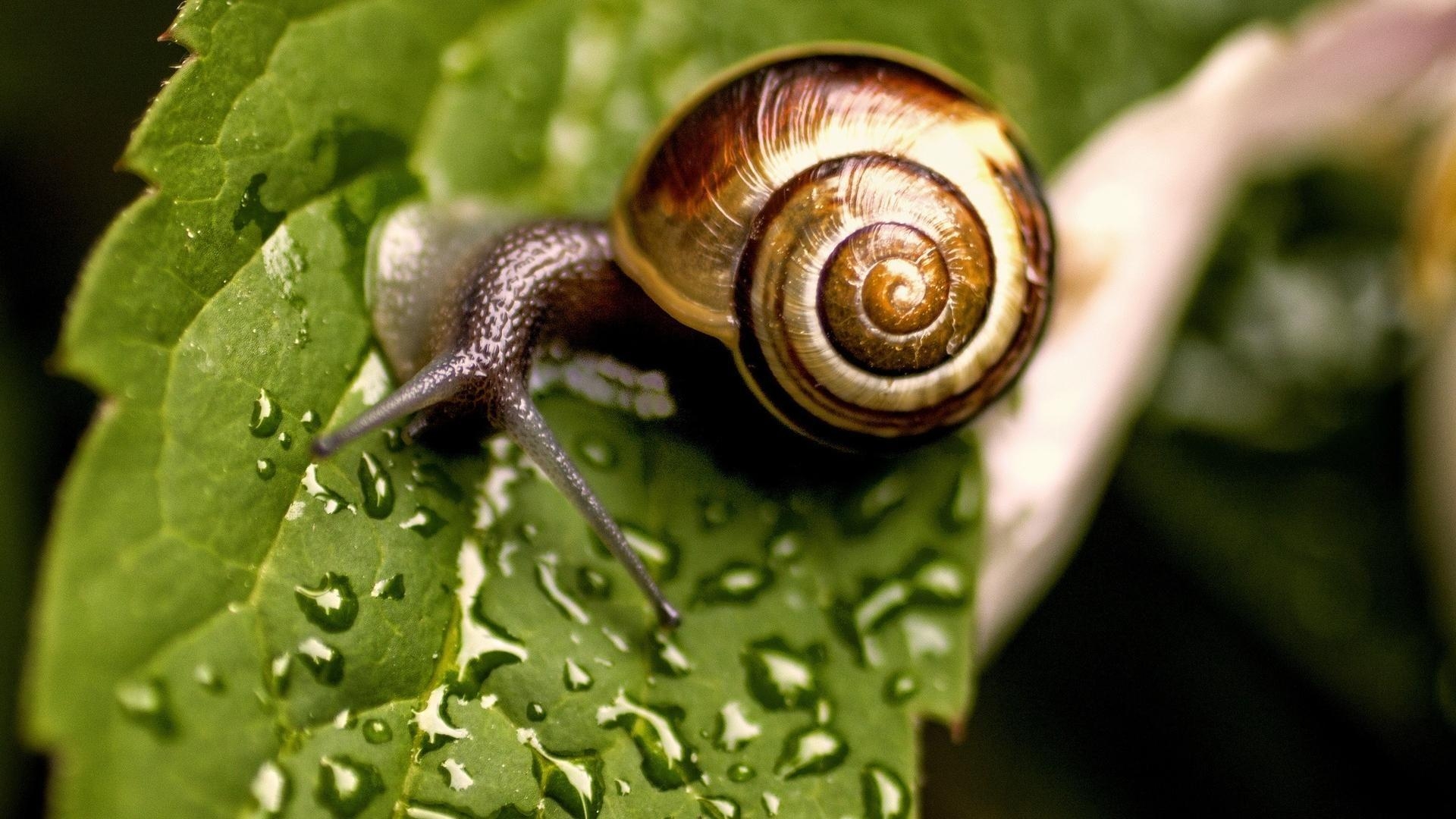 1920x1080 Snail Wallpaper 18 X 1080, Desktop