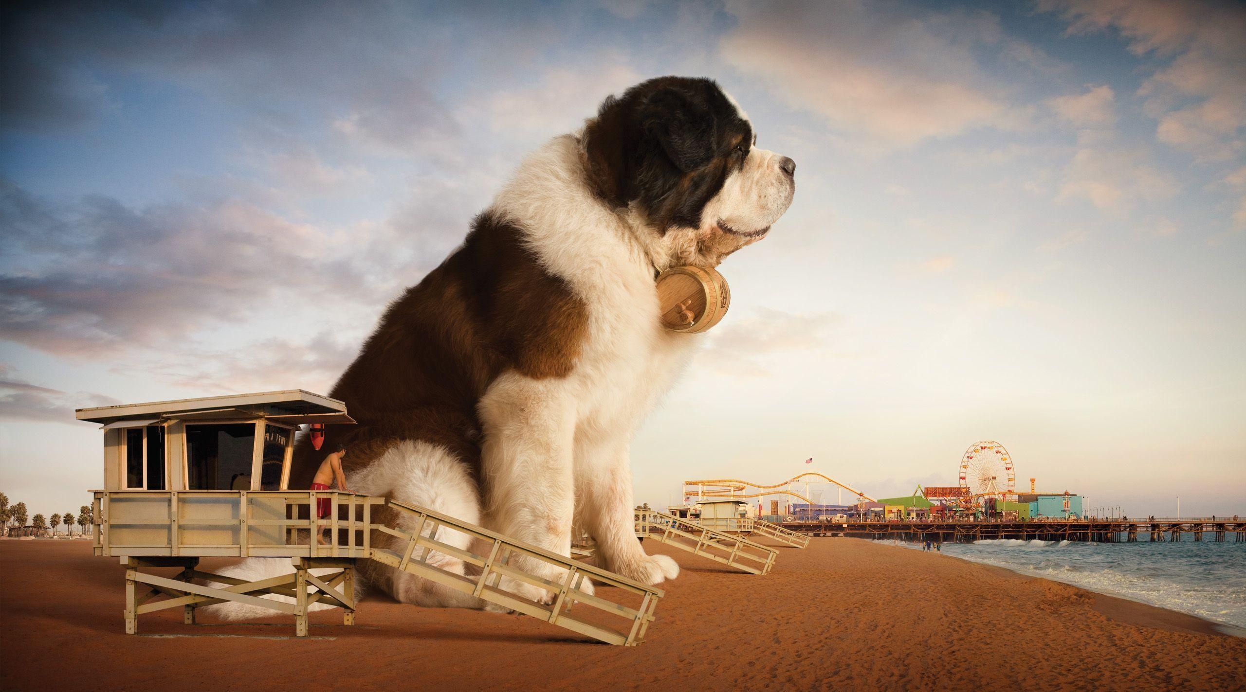 2560x1430 A Giant Saint Bernard Across California Fox Is Black, Desktop