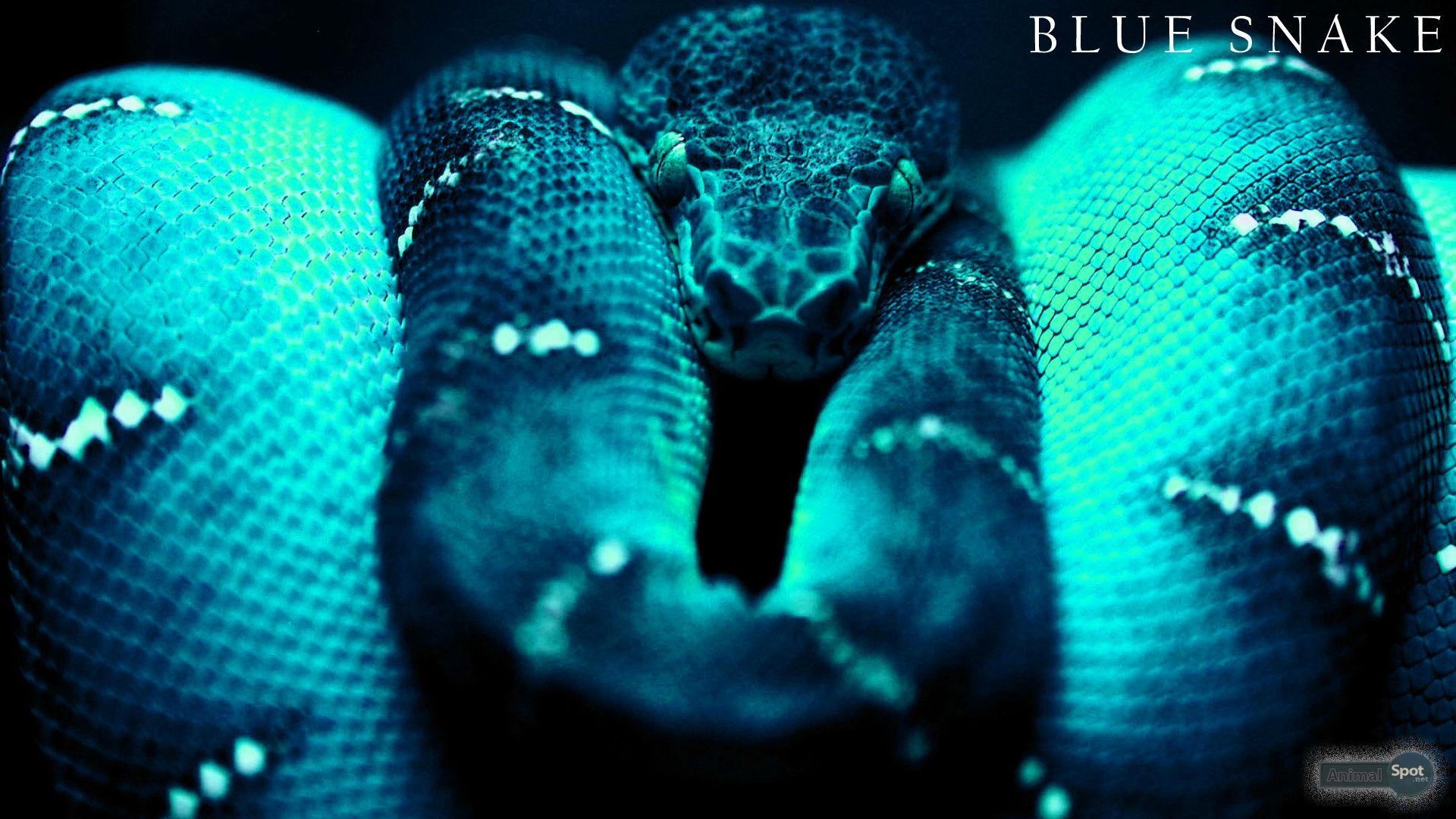 1920x1080 snakes image Snake HD wallpaper and background photo, Desktop