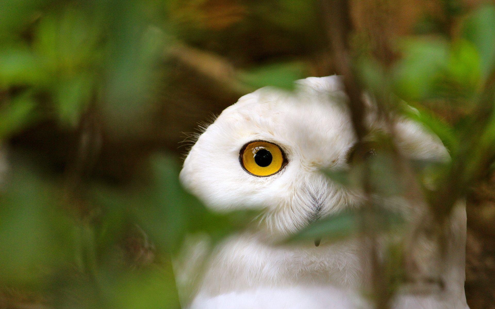 1920x1200 White owl watching Wallpaper, Desktop