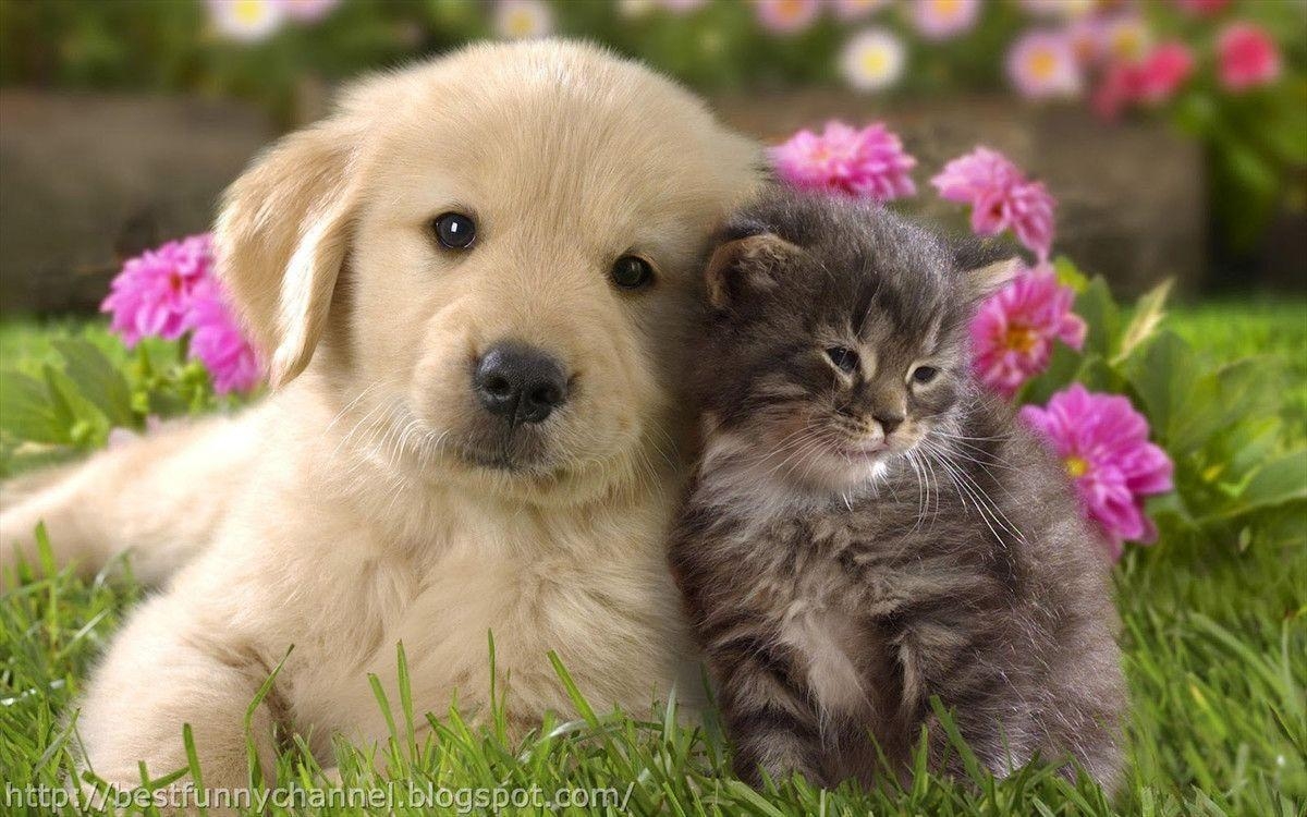 1200x750 Puppies And Kittens Wallpaper Animal Live, Desktop