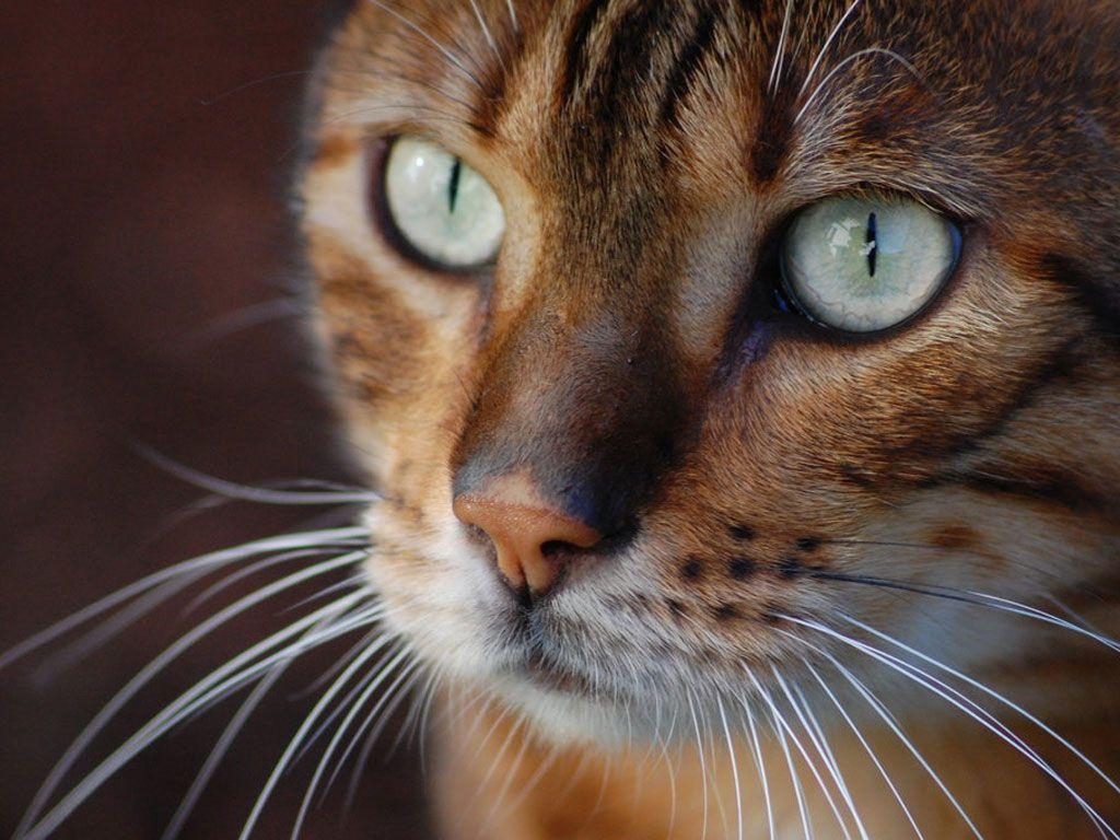 1030x770 Bengal Cat Wallpaper 7 1024×768 HD Wallpaper Res:, Desktop