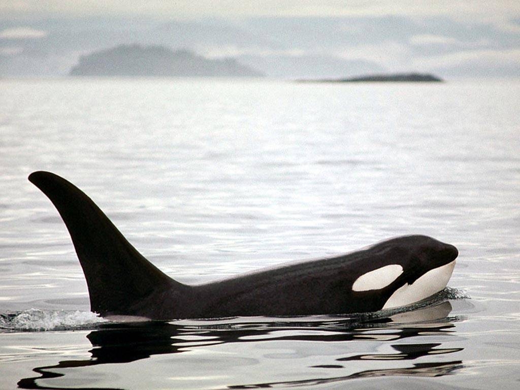 1030x770 Animals For > Wild Orca Wallpaper, Desktop