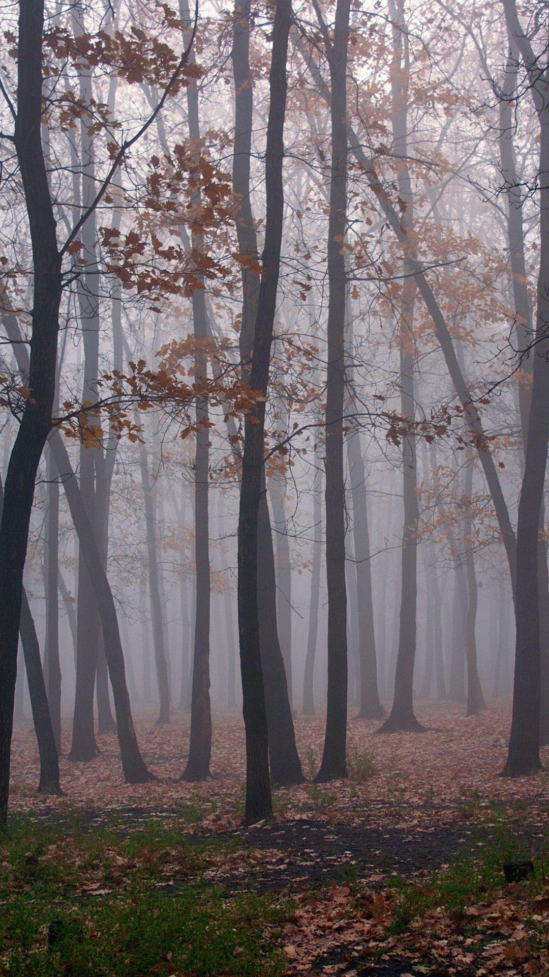 1080x1920 Free HD Foggy Forest Phone Wallpaper.4491, Phone