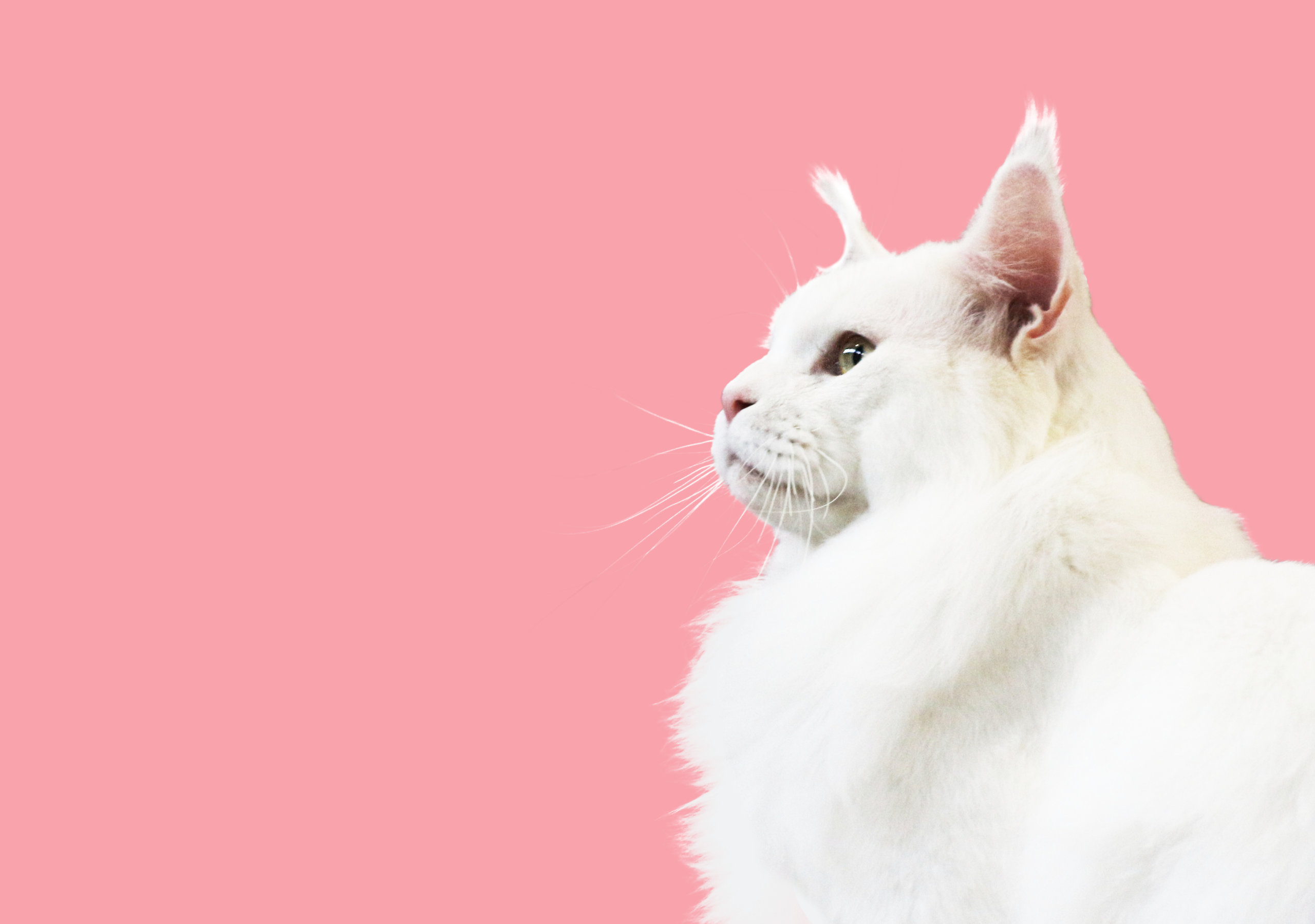 2560x1800 Pink Cat Wallpaper, HD Pink Cat Background on WallpaperBat, Desktop