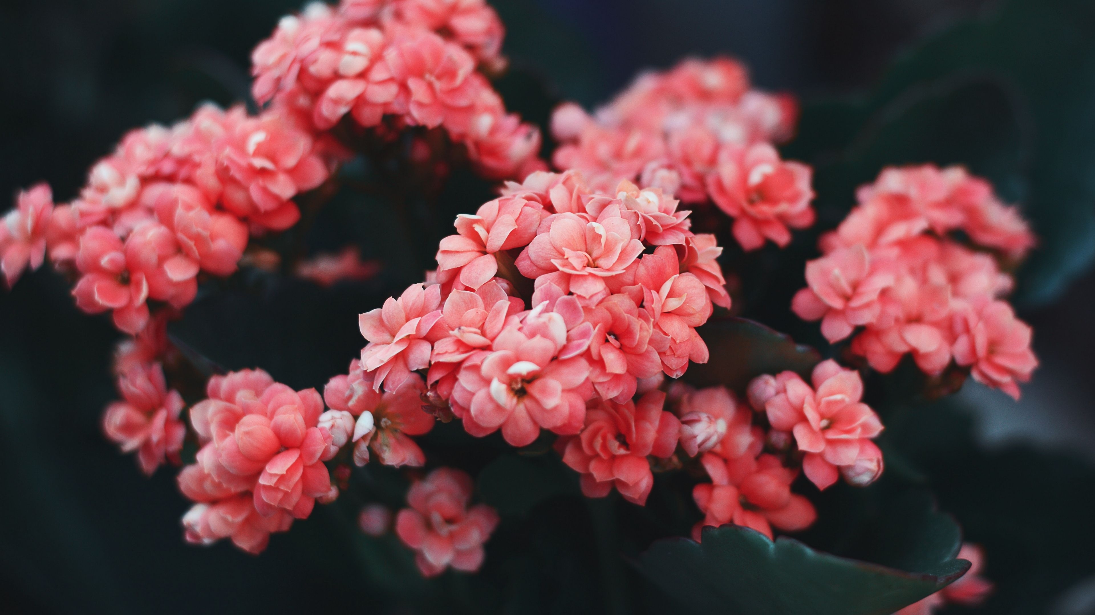 3840x2160 flowers, pink, bloom, bush, wild flower, Desktop