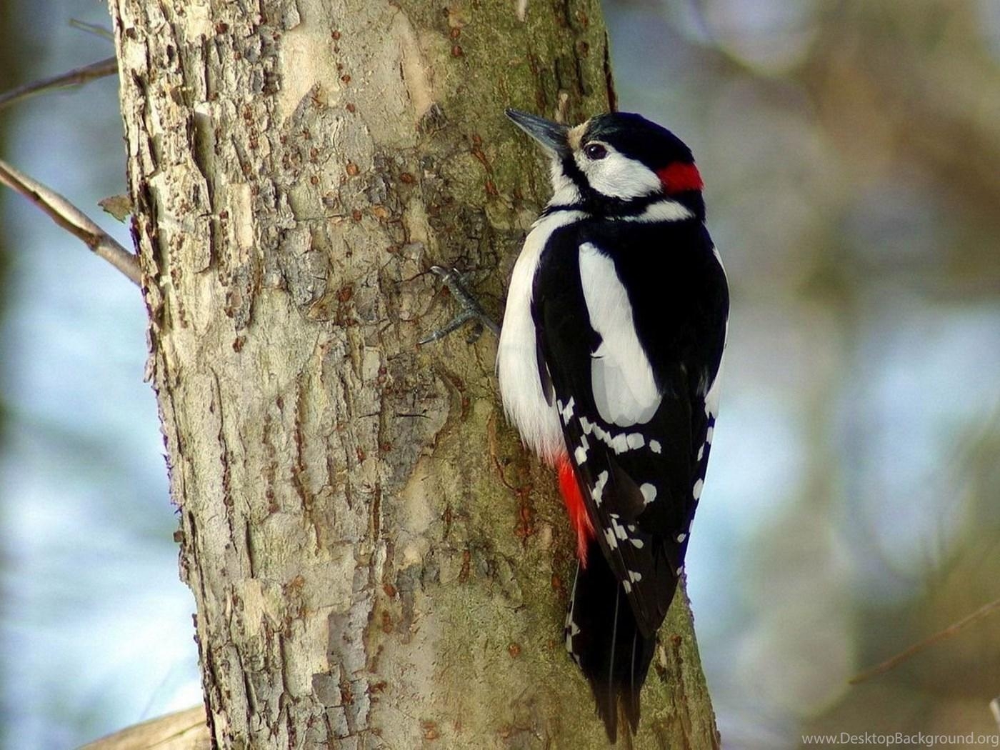 1400x1050 Woodpecker Wallpaper Animal Wallpaper Desktop Background, Desktop