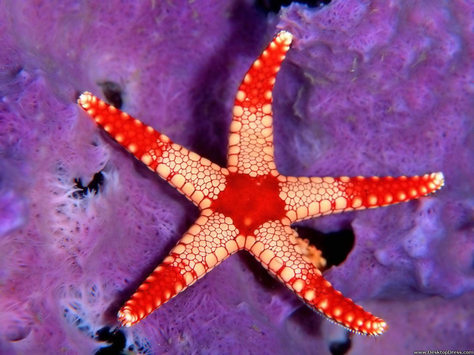 1600x1200 Desktop Wallpaper Animals Background Sea Star Palau, Desktop