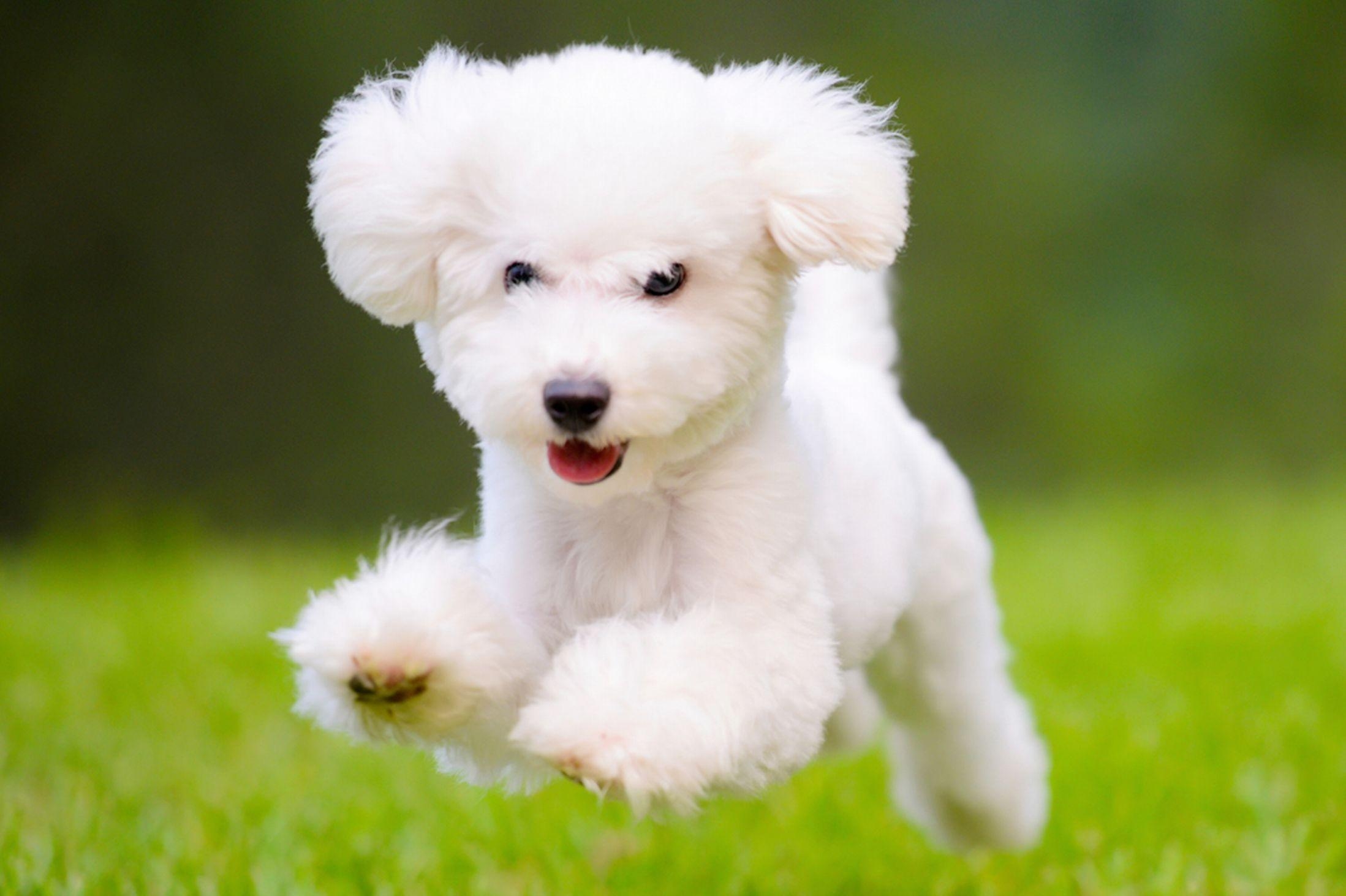 2200x1470 White Dog Running Wallpaper HD, Desktop