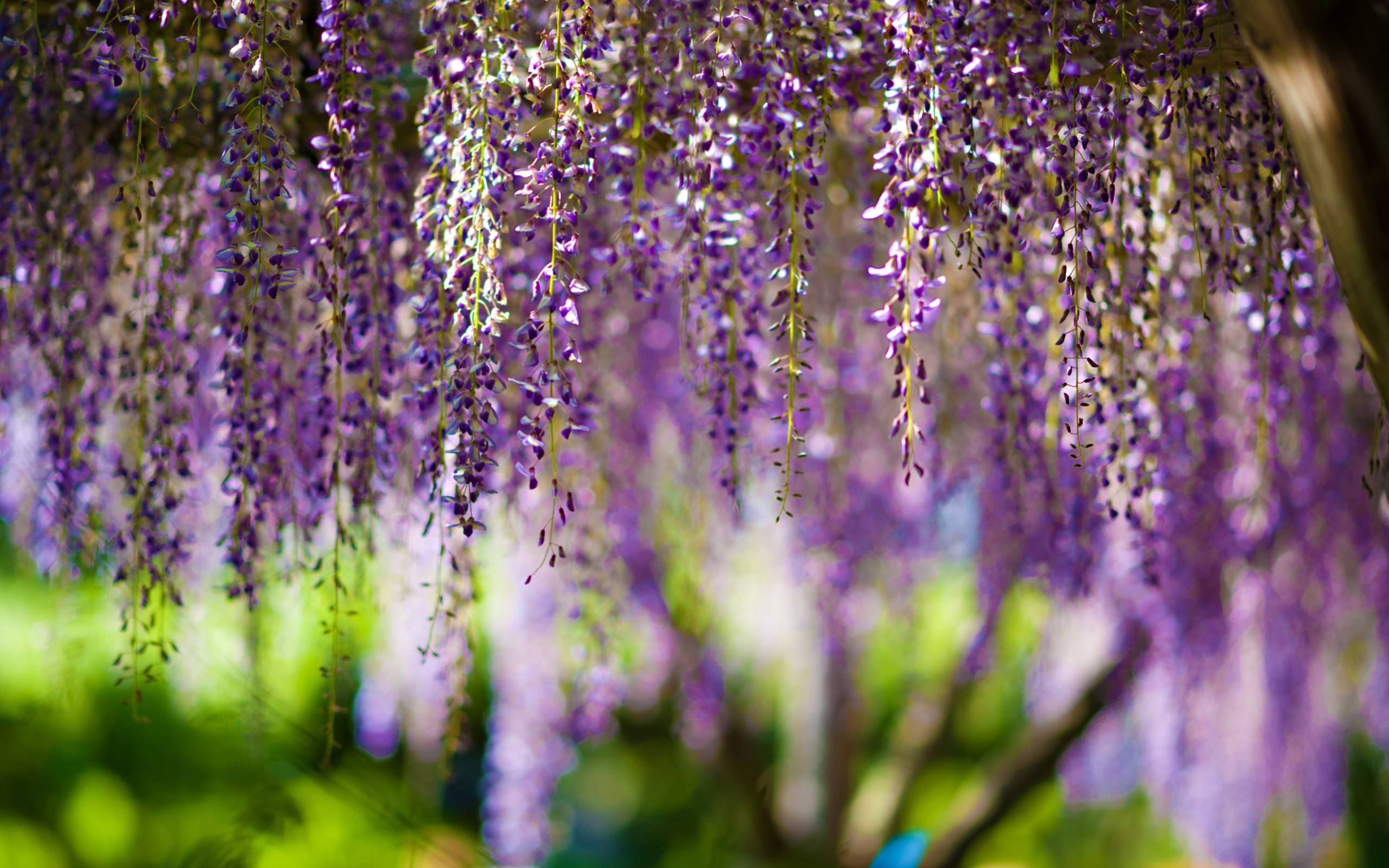 2560x1600 Wallpaper wisteria, flowers, purple, bokeh, flower wallpaper, Desktop