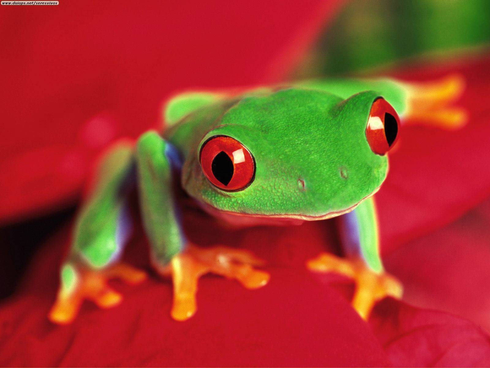 1600x1200 red eyed tree frogs Frogs Wallpaper, Desktop