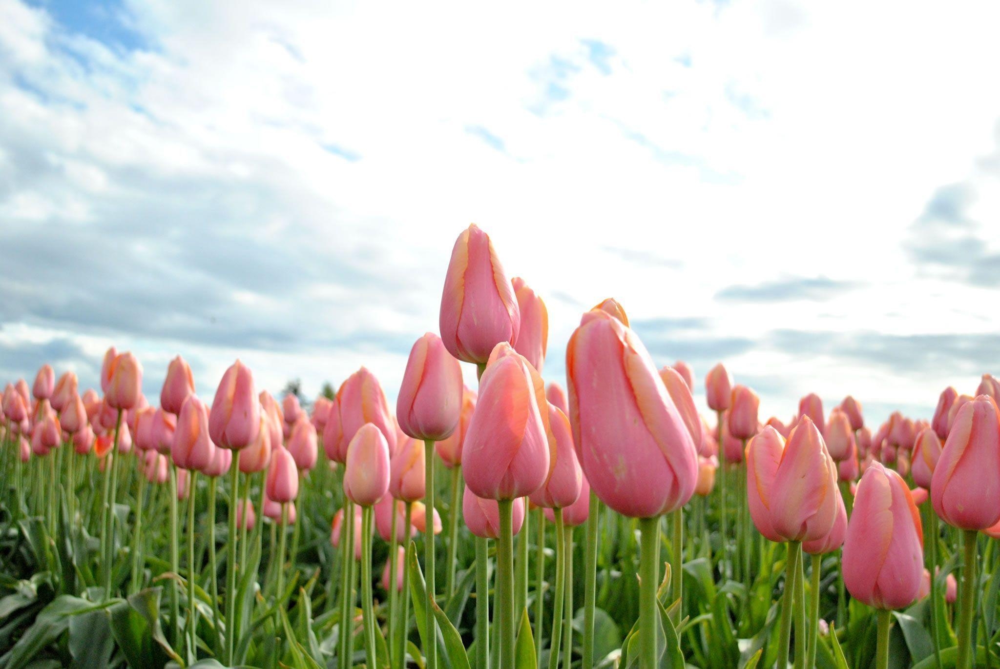 2050x1380 Dark Pink Tulips In Background, Desktop