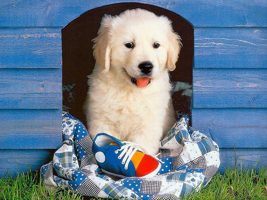 1030x770 Golden Retriever Puppy Wallpaper for your Computer Desktop, Desktop