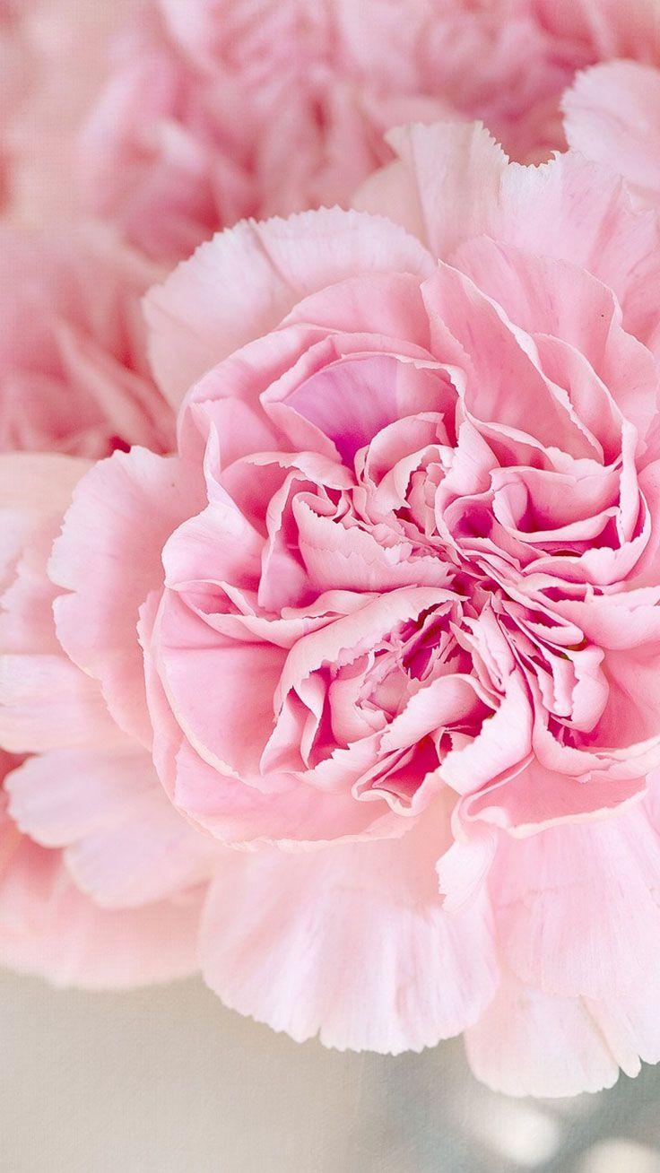 740x1310 Cute Pink Peonies iPhone Wallpaper, Phone