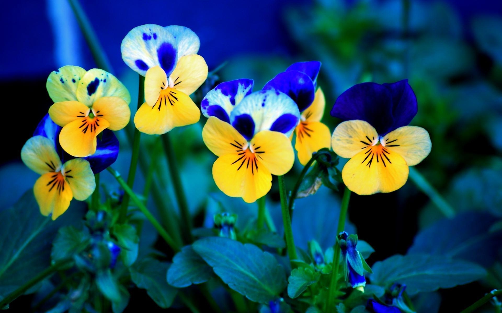 1920x1200 Pansies wallpaper #, Desktop