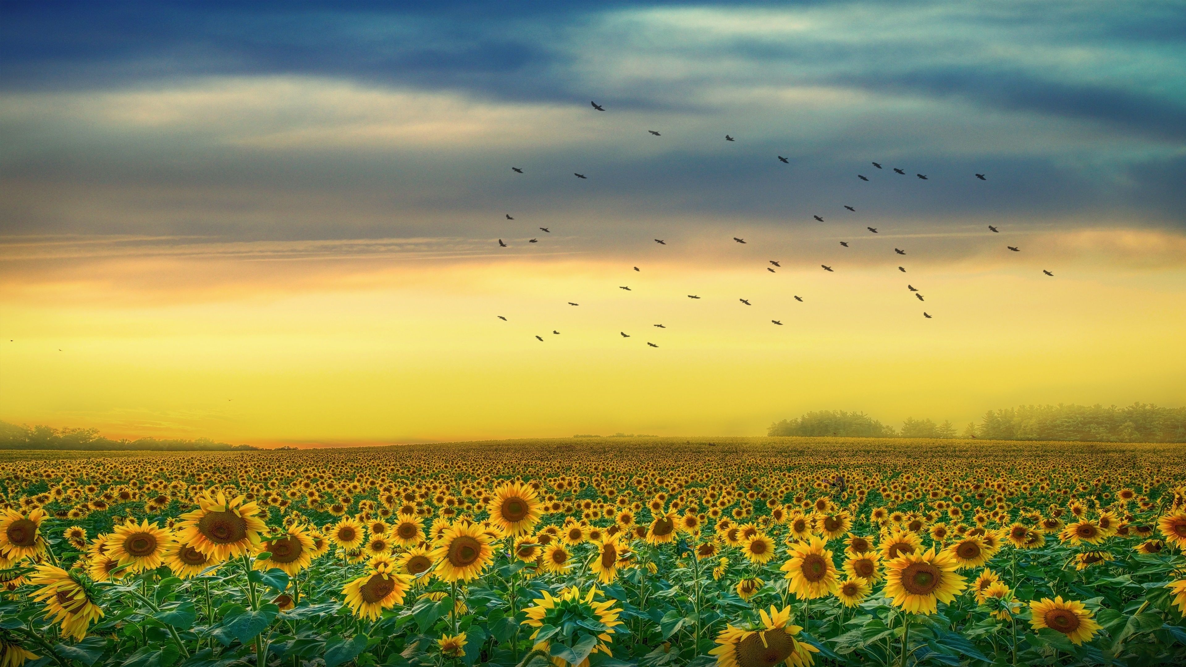 3840x2160 Sunflower Fields Desktop Background 4K, Desktop