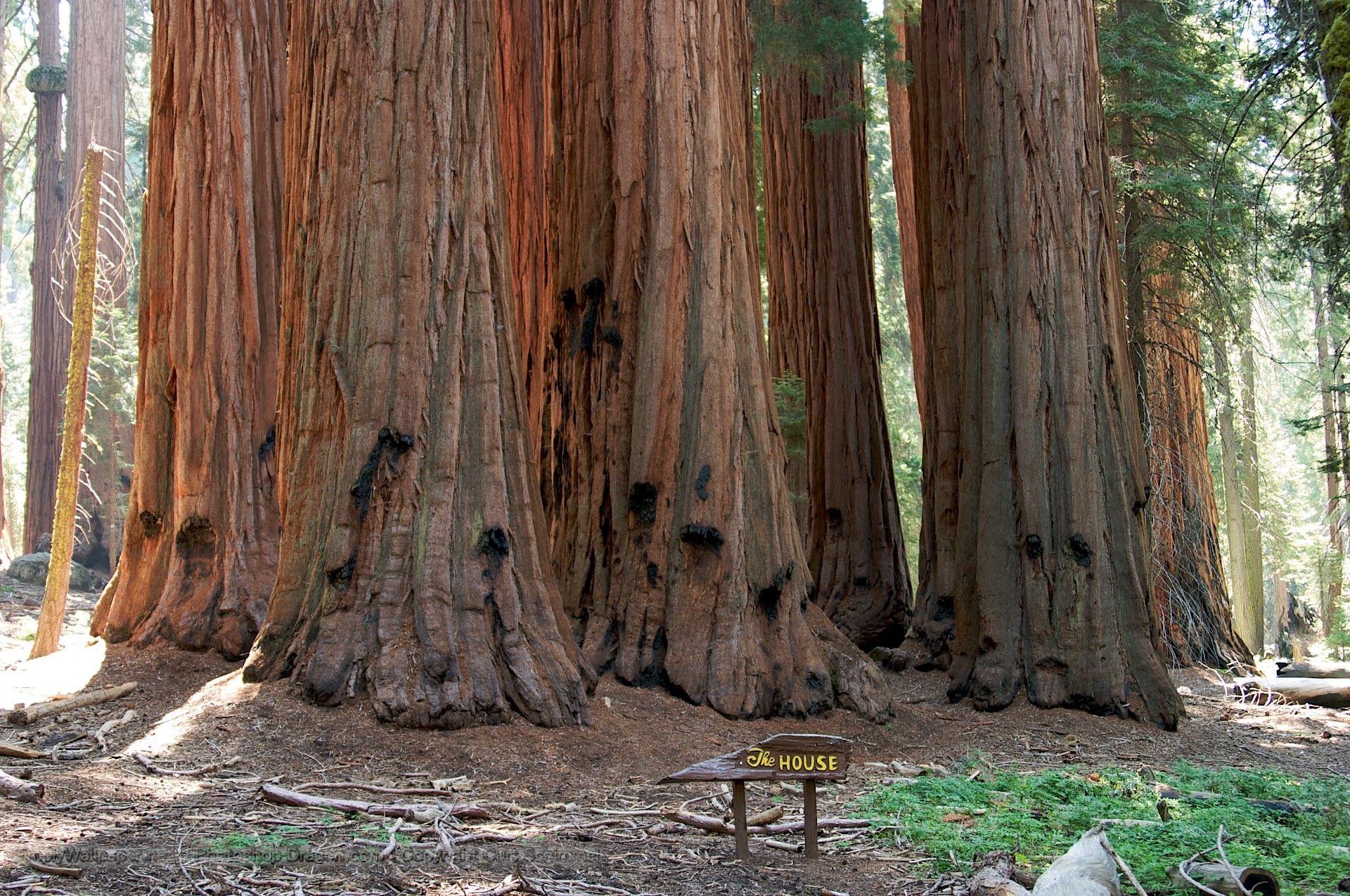 1920x1280 The House at Sequoia National Park Desktop Wallpaper, Desktop