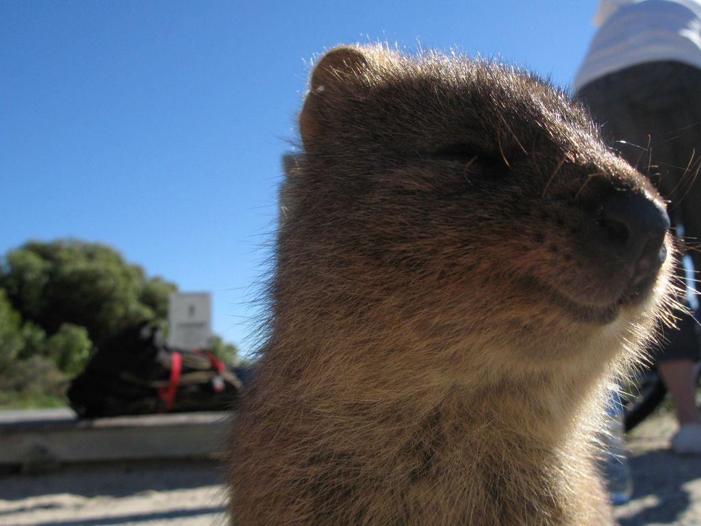 1030x770 Quokka wallpaperx768, Desktop