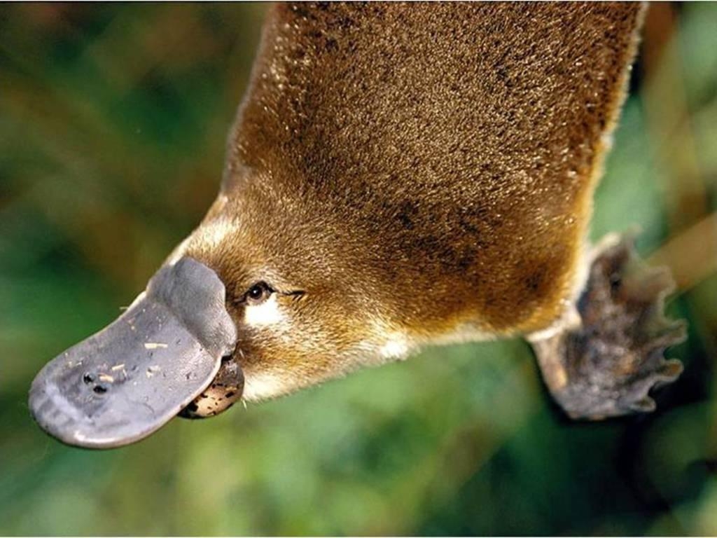 1030x770 platypus, Desktop