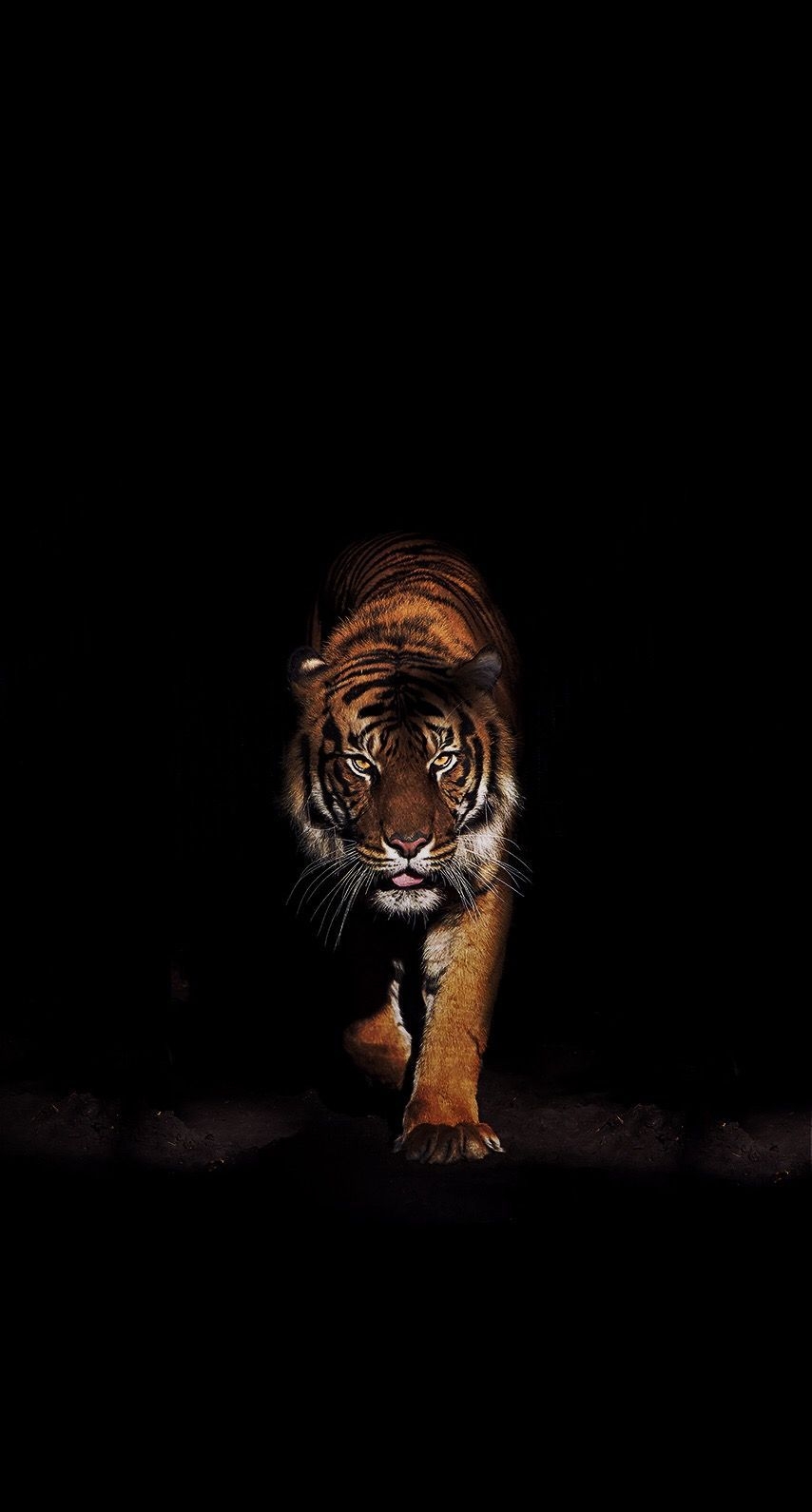 860x1590 Android Black Tiger Wallpaper, Phone