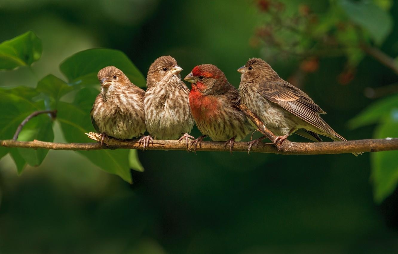 1340x850 Wallpaper birds, branch, family, finches image for desktop, Desktop