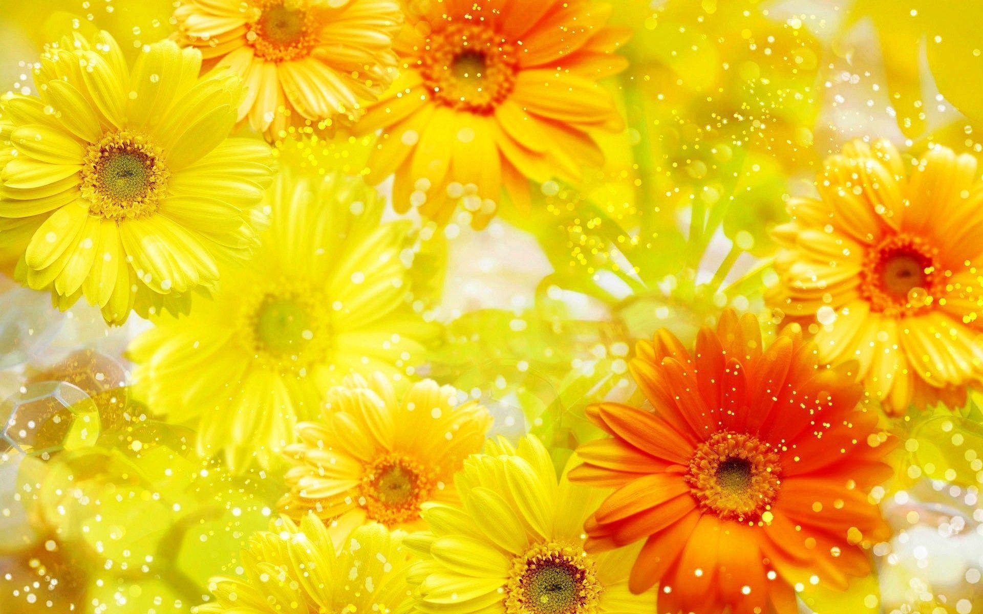 1920x1200 Yellow Flowers And A Butterfly Wallpaper, Desktop