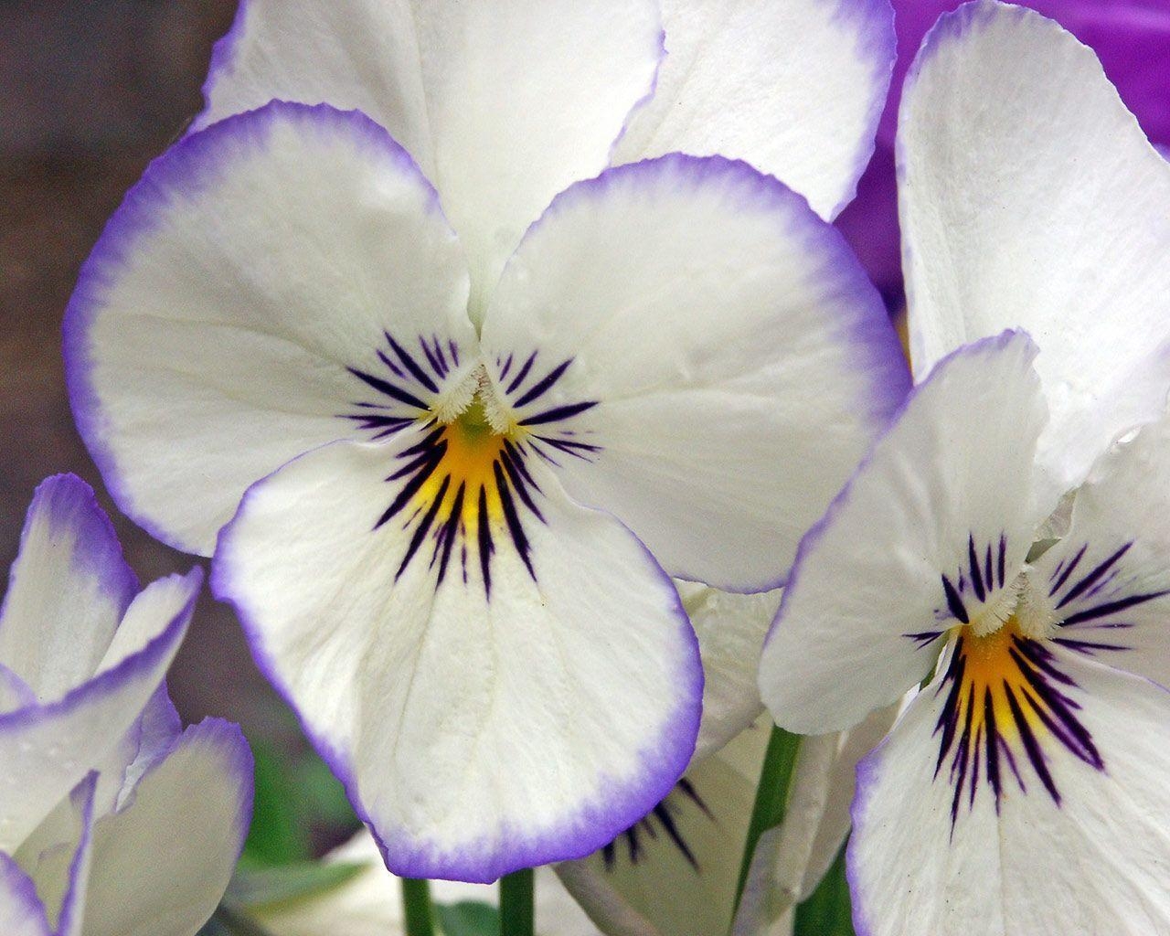 1280x1030 Pansy. Photo and Desktop Wallpaper, Desktop