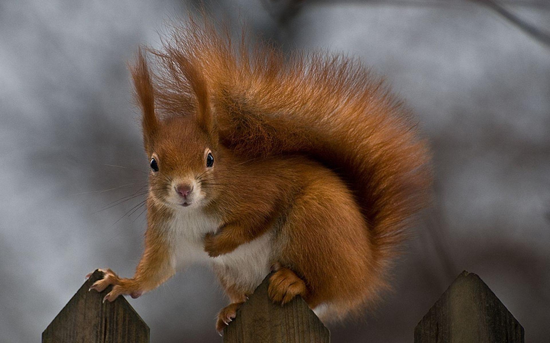 1920x1200 Squirrel Pics Squirrel Wallpaper Squirrel free background, Desktop